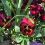 cropped-garden3-1.jpg