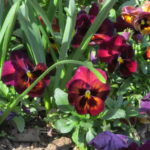 cropped-garden3.jpg