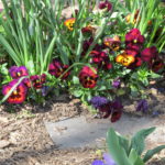 garden3